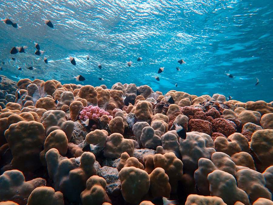 Diving (Amed & Tulamben)