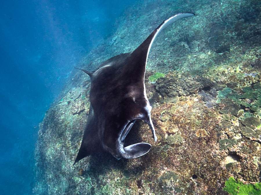 Snorkeling (manta rays & marine life)
