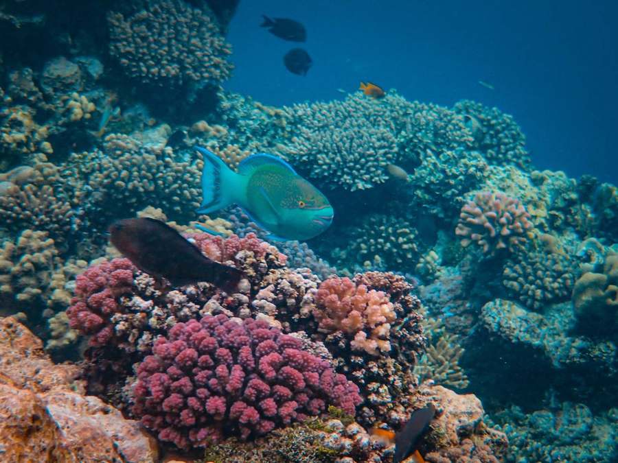 Snorkeling (manta rays & marine life)