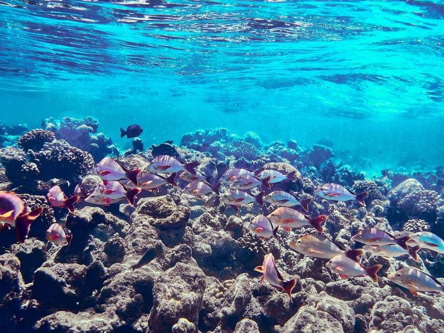 Snorkeling (manta rays & marine life)