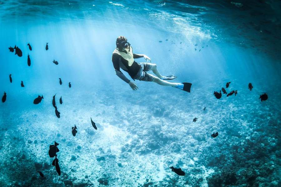 Snorkeling (manta rays & marine life)