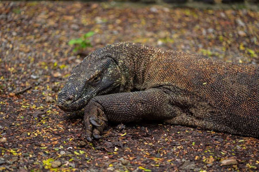 Komodo & Flores