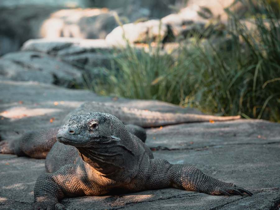 Komodo & Flores